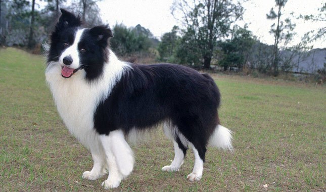These dogs are very active and need serious mental and physical stimulation. Therefore, collies  ...