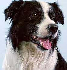 The Border Collie, by virtue of its natural instincts, loves to chase children, cars, animals, c ...