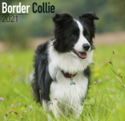 Border Collies need early socialization, which must be started from the first days of the puppy& ...