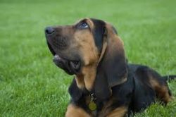 There can be from 7 to 10 puppies in litters, although cases when more or fewer babies are born  ...