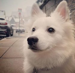 Initially, American Eskimo was developed to guard residential buildings and industrial facilitie ...