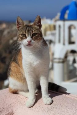 Based on their roots, the Aegean cats are quite freedom-loving, preferring fresh air and freedom ...