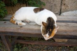 Aegean cats easily adapt to their owner’s regime. They are not only very loyal to the owne ...