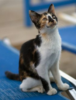 Aegean cats go fishing on their own and thus get their own food.