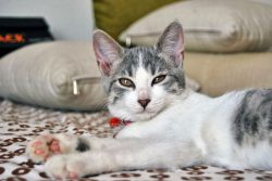 Aegean cats are distinguished by their patient attitude towards children, preferring to retire o ...