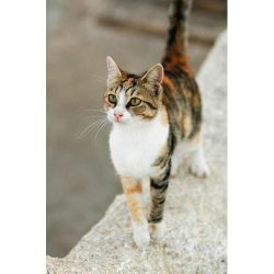 The homeland of the Aegean cat is considered one of the Cyclades islands in the Aegean Sea. In G ...