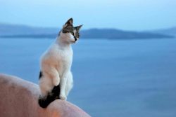 In Greece, the Aegean cats have shown themselves as unsurpassed hunters and human helpers.