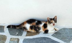 The Aegean cat appeared in the course of natural formation and crossing (naturally).