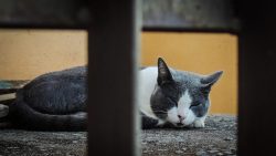 Aegean cats would have remained unknown if they had not attracted the attention of specialists i ...