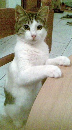 The hunting instinct of the Aegean cat will always find its application in human life and activi ...