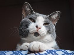 In the countryside, the Aegean cats are excellent at hunting various pests, and the cats living  ...
