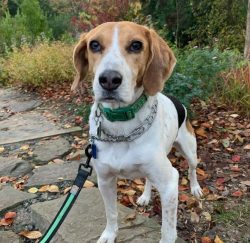 Like all American foxhound hounds, they also love to run, frolic and bark. The doggie will be a  ...
