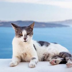 The Aegean breed has a special relationship with water. Cats love to swim and can sit for hours  ...