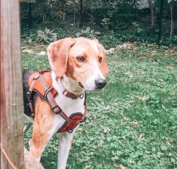 The process of upbringing and training the American foxhound should start from puppyhood. Parent ...