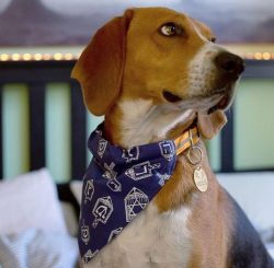 American foxhound requires minimal personal care from you. Your pet’s coat must be careful ...