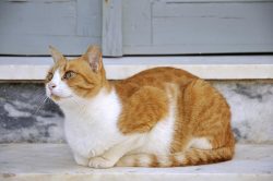 Aegean cats are medium-sized animals with elongated, slender, muscular bodies and strong legs.