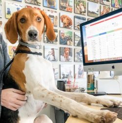 The American foxhound is quite mobile and energetic, so you should provide your pet with frequen ...