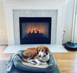 You are in luck with the choice of your pet, as these dogs have good health. But nevertheless, i ...