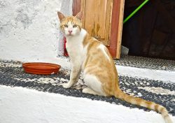 The head of the Aegean cat is medium in size, broad but not round. The nose is straight, of medi ...