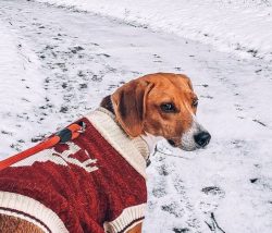 If you carefully monitor and take care of the health of your pet American foxhound, feed it only ...