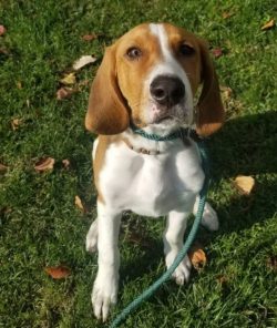 The key to feeding American foxhound is weight control. Calorie intake should be calculated from ...