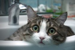 The eyes of the Aegean cat are almond-shaped. Any shade of green is allowed. Ears are wide at th ...