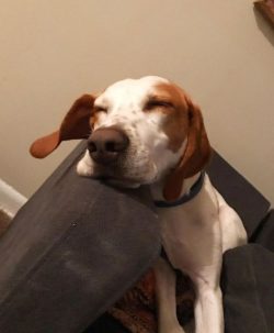 The American foxhound diet should be based on meat, fish, vegetables, herbs, and dairy products. ...