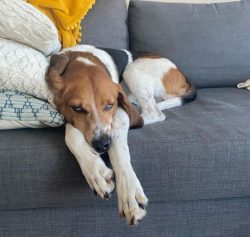 The American foxhound diet should consist of the required amount of nutrients, vitamins, micro,  ...
