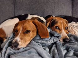 If you are determined to buy yourself an American foxhound friend but do not know where to do it ...
