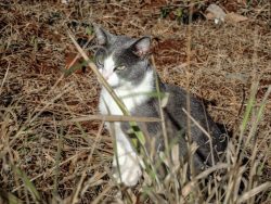 Paws of the Aegean cat are of medium size, they have rounded pads with rather tenacious claws. T ...