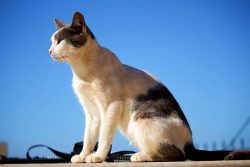 The coat of the Aegean cat is of medium length, on the tail the coat is slightly longer than on  ...