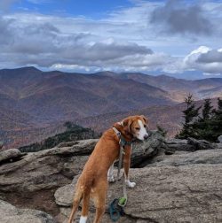 The American Foxhound is an athletic dog with elongated limbs and a rectangular muzzle. Hanging  ...