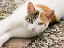 The white color of the Aegean cat’s coat almost always occupies 2/3 of the total color of  ...