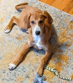 American foxhound has a high energy level, needs long walks and various types of activity, other ...