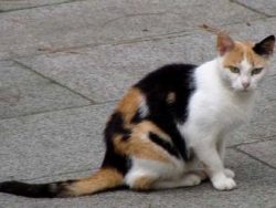 You can often find beautiful combinations of colors of the Aegean cat’s coat, for example, ...