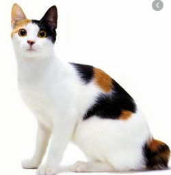 Based on their roots, the Aegean cats are quite free-loving, because they prefer fresh air and f ...