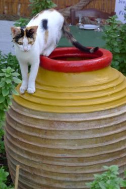 At home, Aegean cats adapt well. Nevertheless, they just need “forays” into nature,  ...