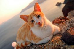 Aegean cats are lively, sociable, open-minded and curious pets that prefer to take an active par ...