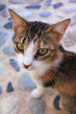 Aegean cats treat strangers and guests of the house with understanding and friendliness. They ca ...