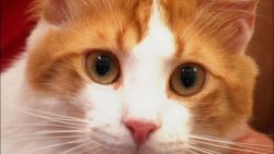 Aegean cats easily adapt to their owner’s regime. They are awake and sleeping with him at  ...