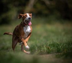 As a hunter, the American foxhound is impeccable, but getting obedience from him can be quite di ...