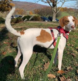 Experts do not recommend newbies to start an American foxhound, even experienced dog breeders ha ...