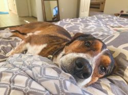 The American foxhound is bathed no more than once a month, but after walking in bad weather, the ...