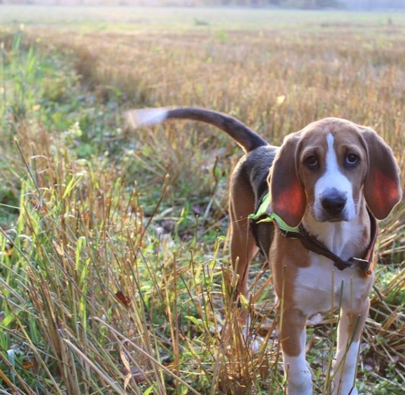 It is not recommended to let the American foxhound dog off the leash in unsafe places (for examp ...