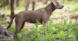 In appearance Blue Lacy like a mongrel with a strong and elegant addition. Its weight ranges fro ...