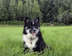 A living relic, cultural heritage, and national pride of Iceland, as well as a handsome man with ...