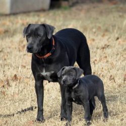 Nose – developed, coal-black, lilac, brown – depending on the color of the dog’ ...