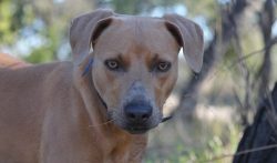 These dogs tend to be very loyal to their families. The Blue Lacys are deeply attached to their  ...