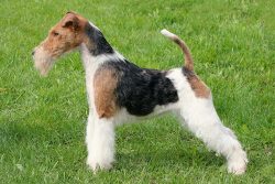 With boundless energy, Fox Terriers are great pets for households with well-mannered children.