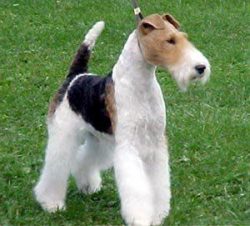 These terriers want to please and respond well to training. 